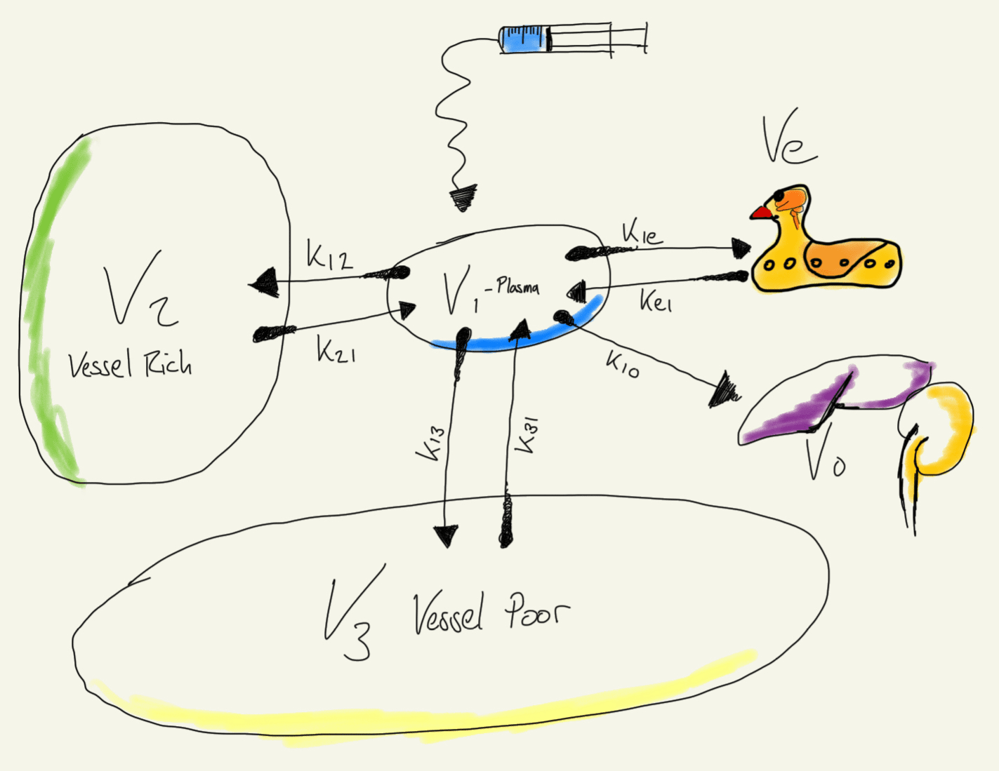 Schematic of a multi compartmental model