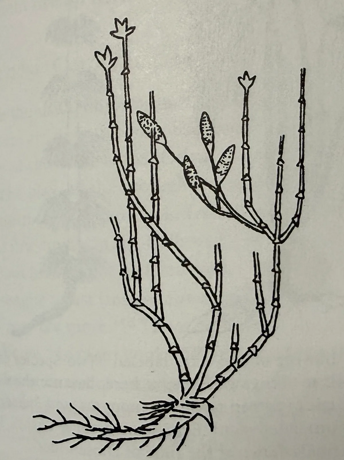 Ephedra Plant Diagram of Ephedra Plant - Ma Huang - Ephedrine