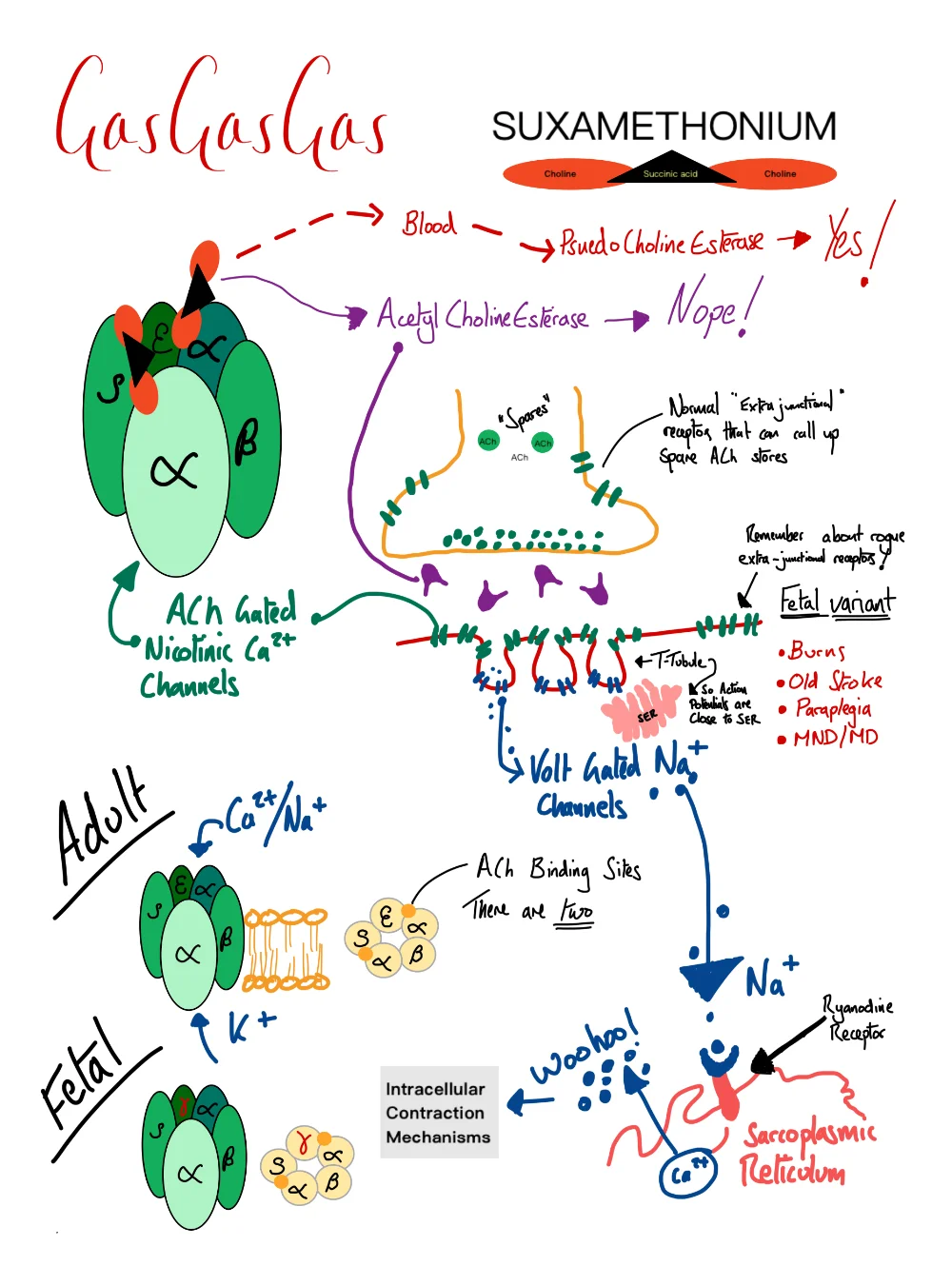 Suxamethonium - Diagram demonstrating the function of the acetylcholine neuromuscular junction receptor